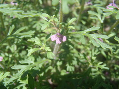 Schistophragma intermedium