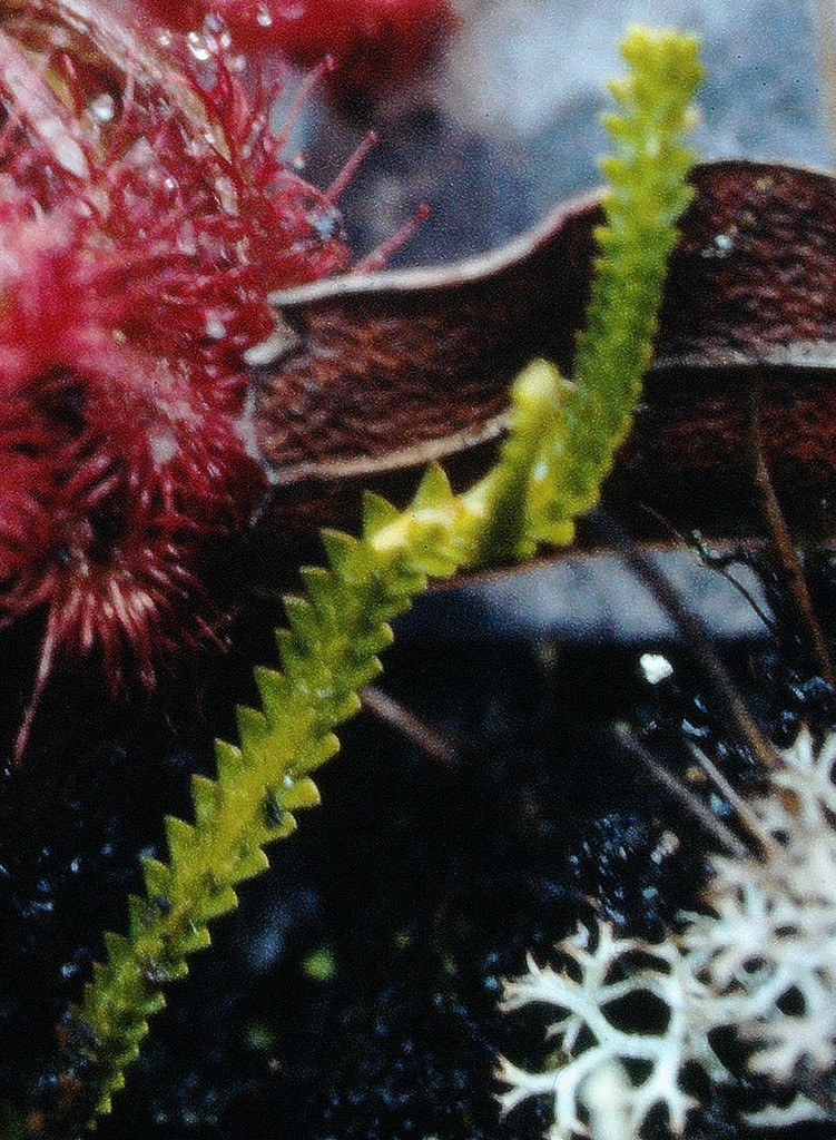 Pseudolycopodiella paradoxa