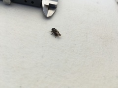 Copestylum tamaulipanum