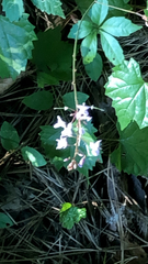 Hylodesmum nudiflorum