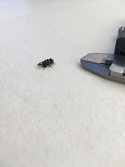 Copestylum tamaulipanum