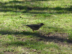 Turdus falcklandii