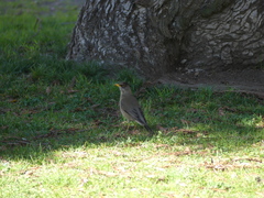 Turdus falcklandii