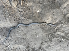 Diadophis punctatus similis
