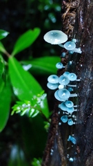 Mycena cyanocephala
