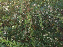 Berberis glaucocarpa