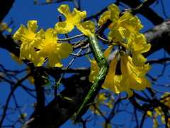 Handroanthus