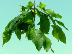 Handroanthus