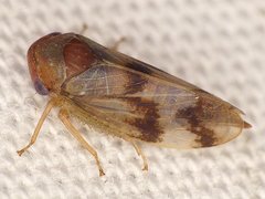 Macropsis bifasciata