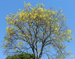 Handroanthus