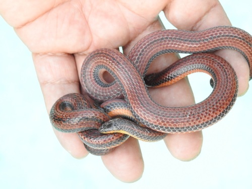 Chiapas burrowing snake
