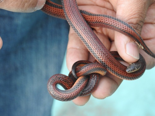 Chiapas burrowing snake