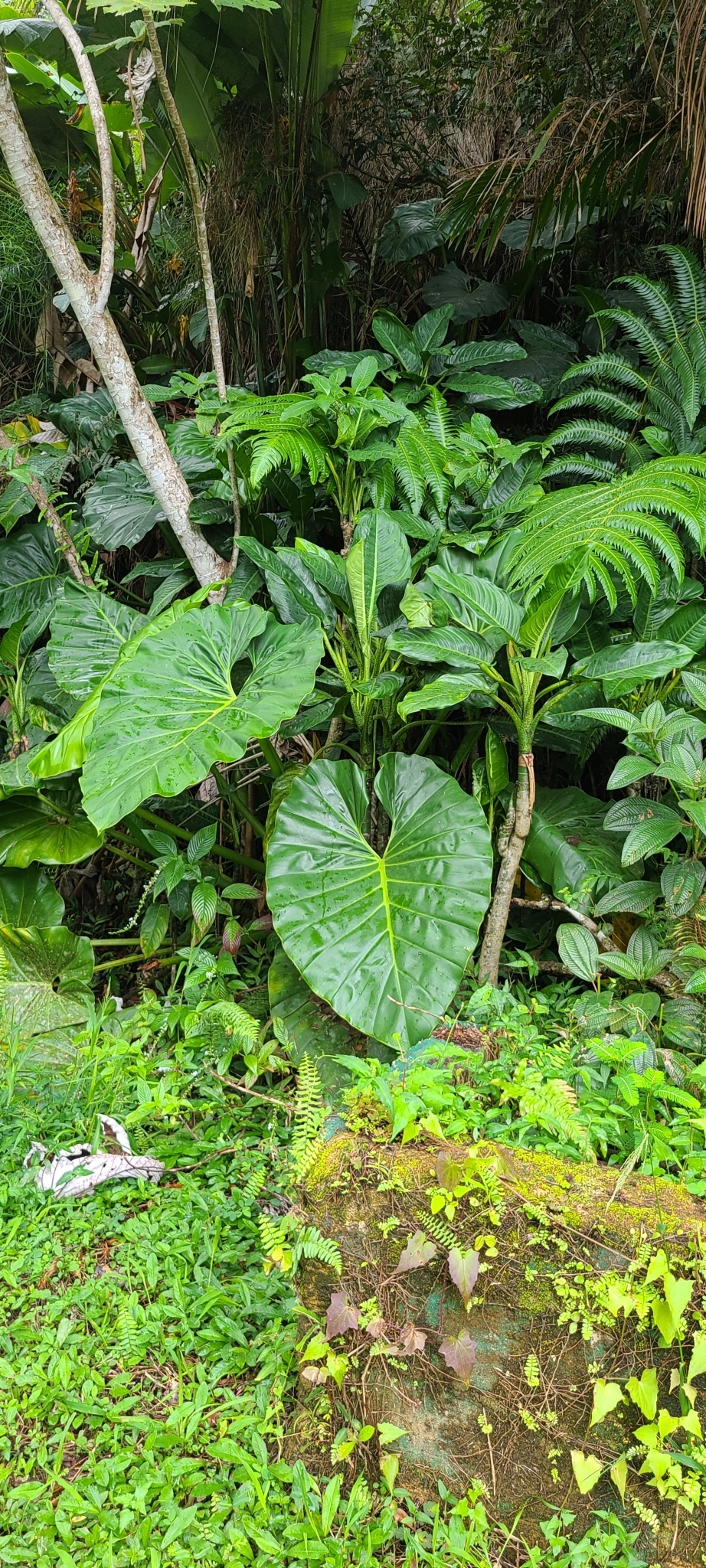Philodendron giganteum