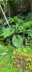 Philodendron Giganteum (Philodendron giganteum)