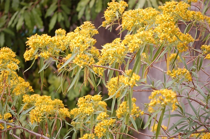 Barkleyanthus