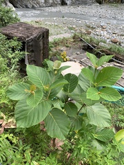 Neonauclea reticulata