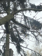 Sciurus carolinensis