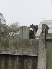 Sciurus carolinensis