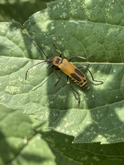 Chauliognathus pensylvanicus