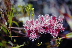 Drosera roraimae