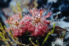 Drosera roraimae
