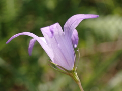 Campanula rapunculus
