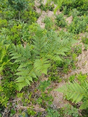 Pteridium aquilinum image