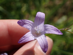 Campanula rapunculus