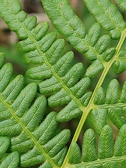 Pteridium aquilinum image