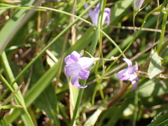 Campanula rapunculus