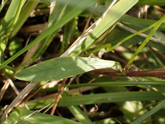 Campanula rapunculus