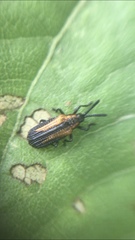 Pentispa vittatipennis