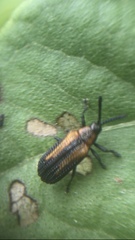 Pentispa vittatipennis