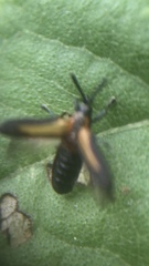 Pentispa vittatipennis