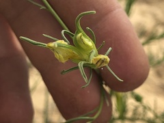 Cordylanthus wrightii