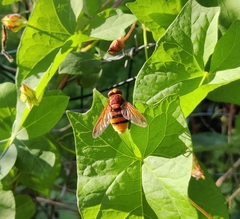 Volucella zonaria