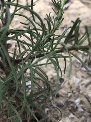 Cordylanthus wrightii