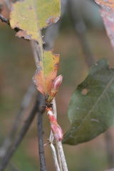 Quercus rubramenta