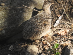 Nothoprocta pentlandii