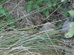 Carex virgata