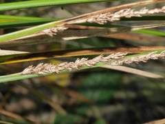Carex virgata