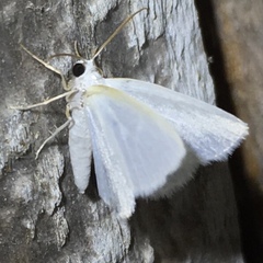 Lomographa vestaliata