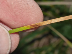 Carex virgata