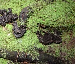 Lepidoziaceae