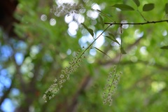 Prunus serotina capuli