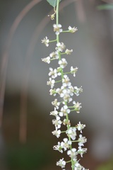 Prunus serotina capuli