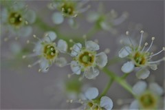 Prunus serotina capuli