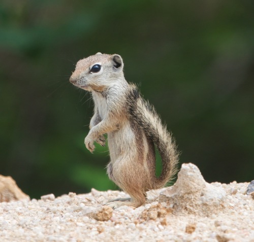 White-tailed Antelope Squirrel