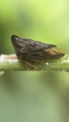 Aconophora