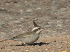 Lophospingus pusillus